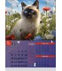 Wall Calendar Cats