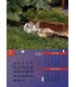 Wall Calendar Cats