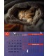 Calendar Cats