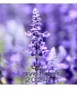 Calendar Lavender