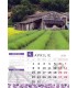 Lavender Falinaptar