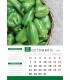 Wall Calendar Green