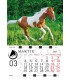 Wall Calendar Horses