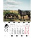 Horses Falinaptar