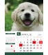Wall Calendar Dogs