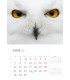 Wall Calendar White