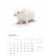 Wall Calendar White
